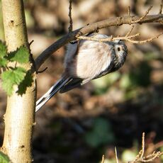 Long Tailed Tit, Spiceball Park