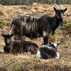 Scottish Goats