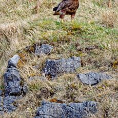 Common Buzzard