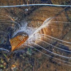 I Want To Break Free