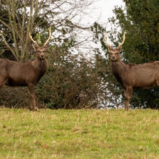 I Think They've Seen Me!