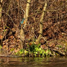 Kingfisher at Farnborough