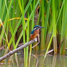 Lackford Kingfisher
