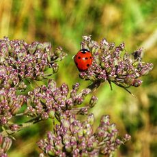 Ladybird