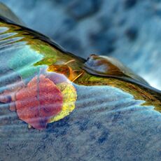 Autumn In The Water