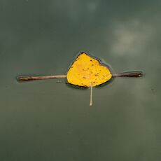 Leaf On The Oxford Canal