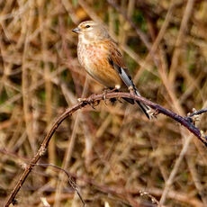 Linnet, Banbury Country Park