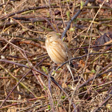 Linnet, Banbury Country Park