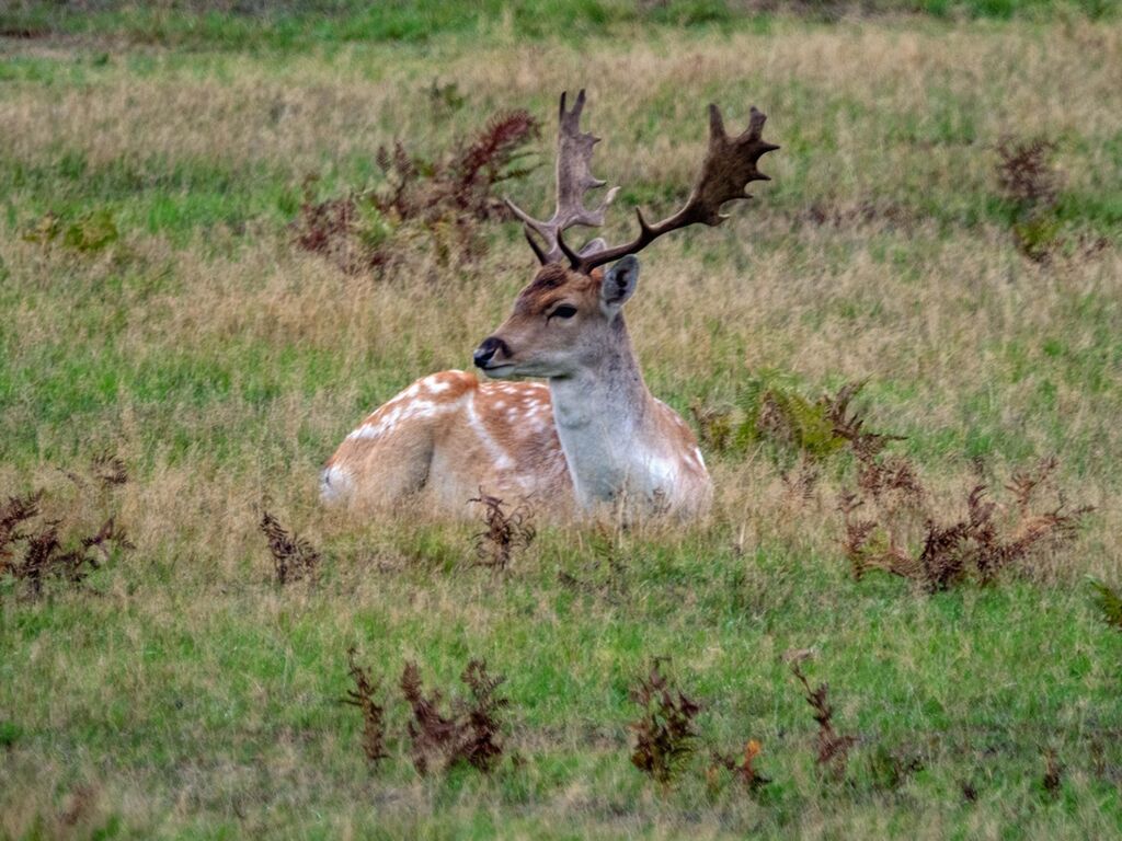 Bradgate Park Resting Stag
