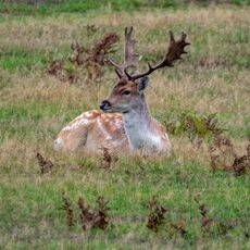 Bradgate Park Resting Stag