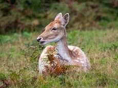 Bradgate Park