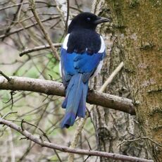 Magpie, Spiceball Park