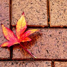 Fallen Maple Leaf