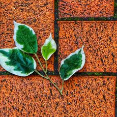 Fallen Fig Leaf