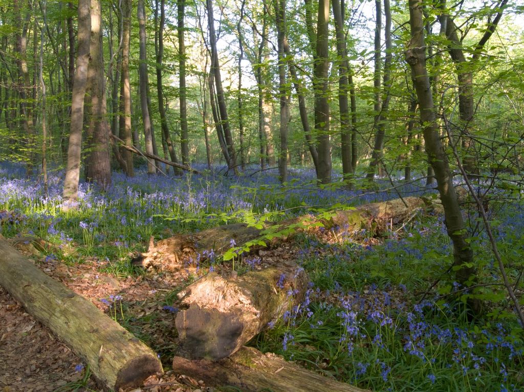 May Bluebells at Stoke Woods