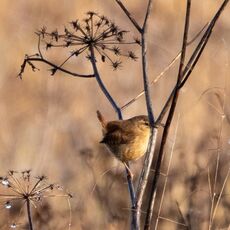 Wren, meadow next to the River Cherwell