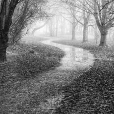 A Misty Morning In Spiceball Park