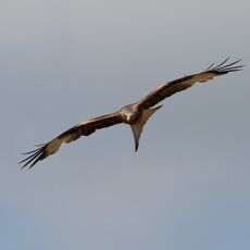 Mollington Red Kite 1
