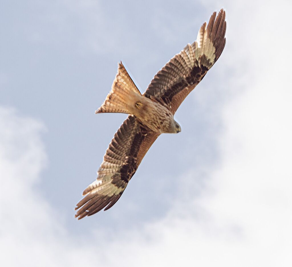 Mollington Red Kite 2