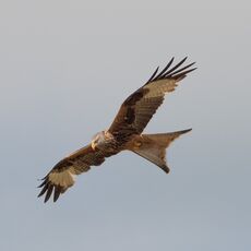 Mollington Red Kite 3