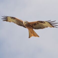 Mollington Red Kite 5