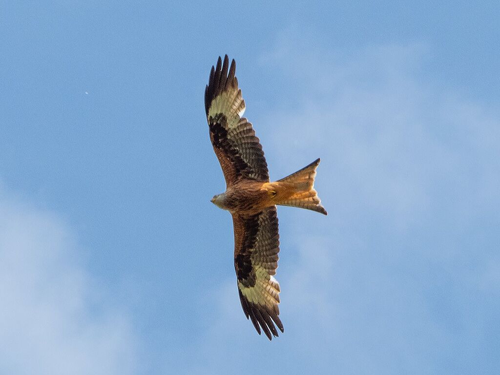 Mollington Red Kite 7