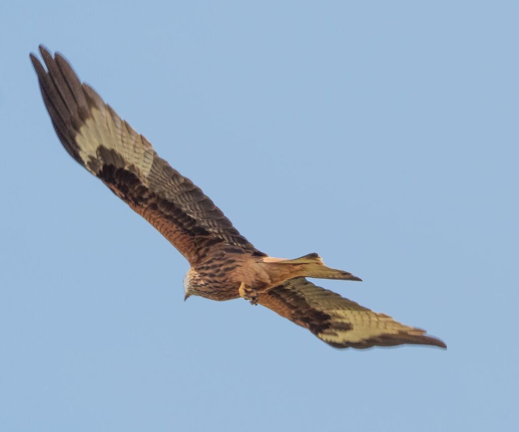 Mollington Red Kite 8