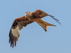 Red Kites
