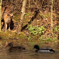 Muntjac at Farnborough