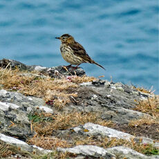 Google Lens Says Rock Pipit, Mwnt