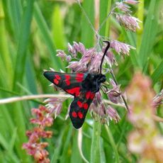 Six-spot Burnet, Mwnt