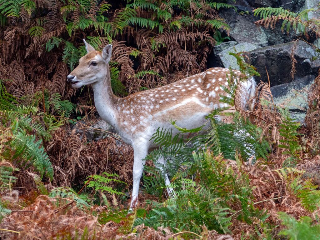 Bradgate Park Deer