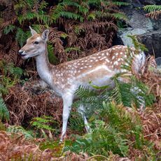 Bradgate Park Deer