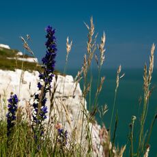 Viper's Bugloss on the White Cliffs of Dover