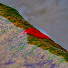 Red On a Slippery Slope