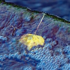 Going Down Stem First!