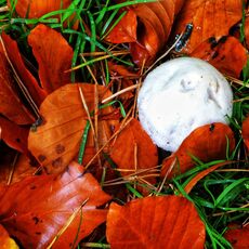 Peoples's Park Mushroom