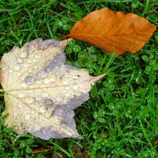 Peoples's Park Leaves