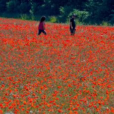 Poppies between Upper Swell and Condicote
