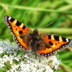 Red Admiral Butterfly