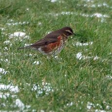 Redwing, Grimsbury Reservoir