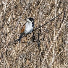 Reed Bunting, Meadow Next To The River Cherwell