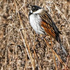 Common Reed Bunting, Meadow next to the River Cherwell