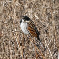 Common Reed Bunting, Meadow next to the River Cherwell