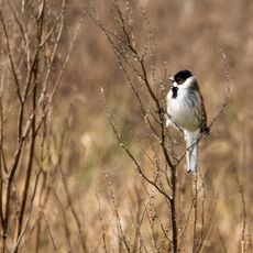 Reed Bunting, Meadow Next To The River Cherwell