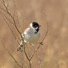 Reed Bunting, Meadow Next To The River Cherwell