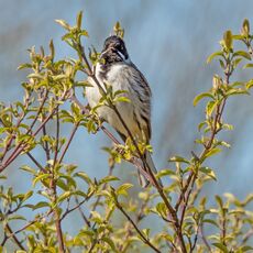 Reed Bunting, Banbury Country Park