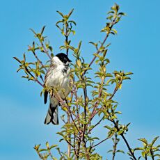 Reed Bunting, Banbury Country Park