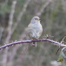 Dunnock, Grimsbury Reservoir