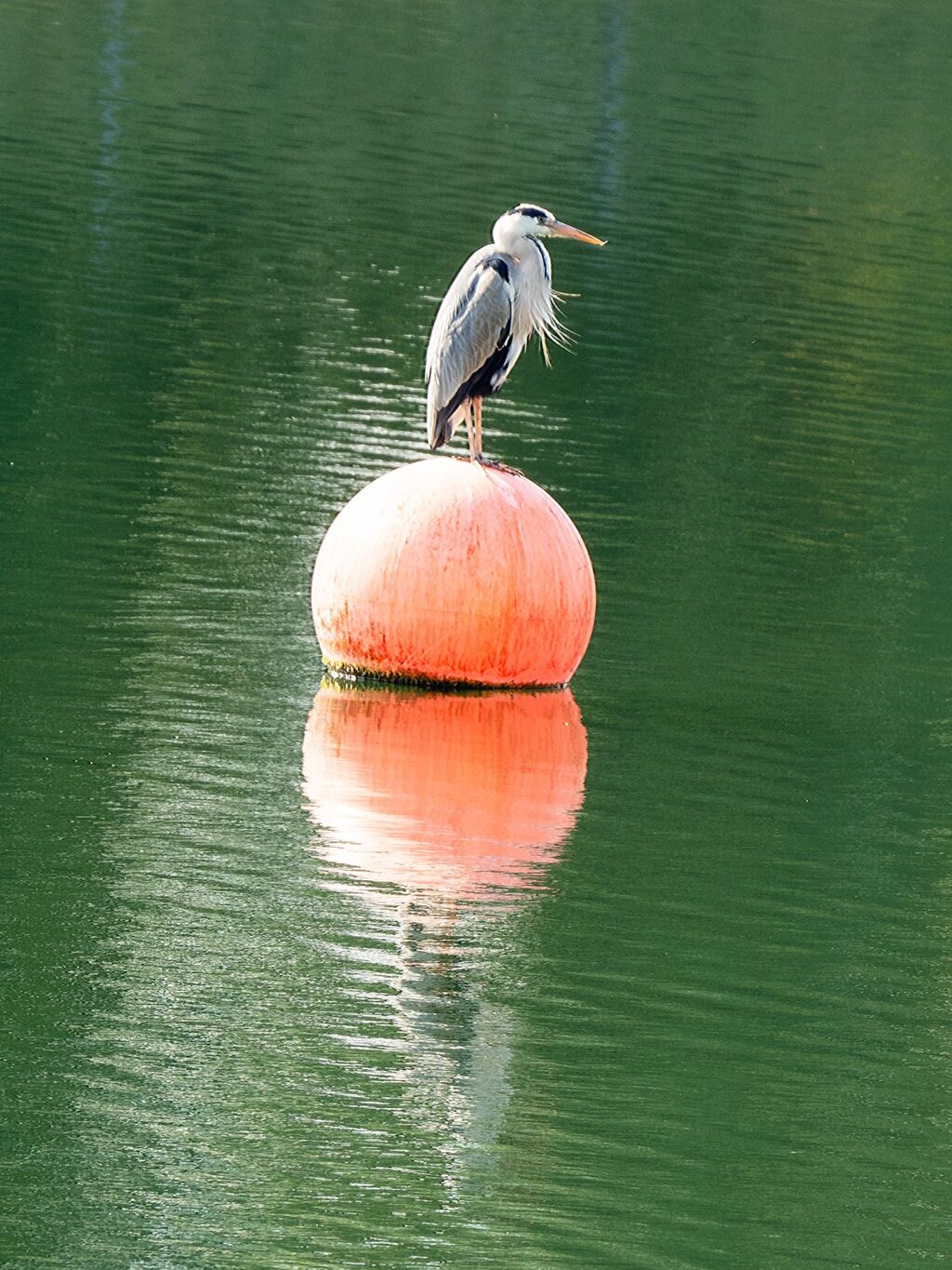 Reservoir Heron